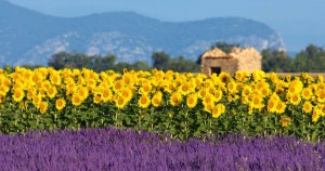 lavendel-veld-met-zonnebloemen-en-oud-huis